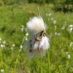 Eriophorum latifolium Vaisius