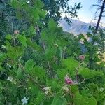 Rubus deliciosus Fiore