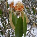 Rhododendron lanigerum Ďalší