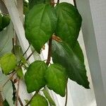 Thunbergia erecta Leaf
