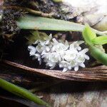 Ancistrorhynchus straussii Flower