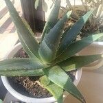 Aloe veraLeaf