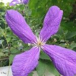 Clematis viticellaFlower