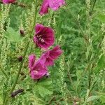 Malva arboreaFlower