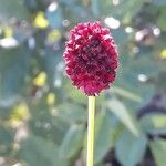 Sanguisorba officinalis花