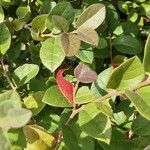 Cotoneaster integerrimus Habit