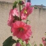 Alcea rosea Flor