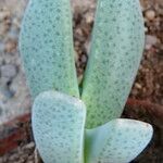 Cheiridopsis denticulata Hábito