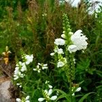 Physostegia virginiana花