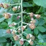 Rubus macrostachys Flower