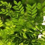 Gilletiodendron kisantuense Leaf
