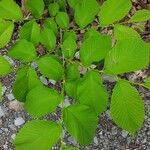 Ulmus rubra Habit