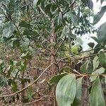 Acacia mangium Агульны выгляд