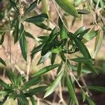 Olea europaea Leaf