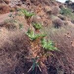 Carthamus arborescens Habit