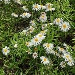 Erigeron speciosus Yeri