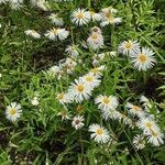 Erigeron speciosus عادت داشتن