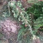 Pseudognaphalium undulatum Vivejo