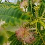 Albizia julibrissin花