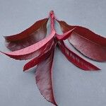 Photinia serratifolia Leaf