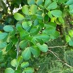 Haematoxylum campechianum Blad