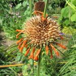 Leonotis leonurus Blüte