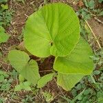 Decalobanthus peltatus Leaf