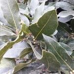 Laurus nobilis List