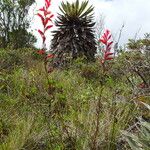 Castilleja integrifolia Habit