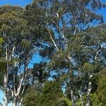 Eucalyptus tereticornis Kůra