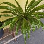 Asplenium antiquum Leaf