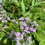 Buddleja alternifolia 花