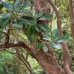 Rhododendron sinogrande Blad