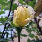Rosa sempervirens Blüte