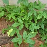 Dalechampia scandens Hoja