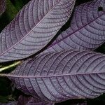 Psychotria pilosa Hábito