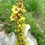 Verbascum nigrumKukka