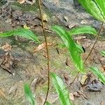 Oleandra distenta Leaf
