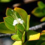 Ernodea littoralis Цветок