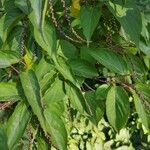 Stachyurus chinensis Flor