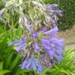 Agapanthus praecoxVirág