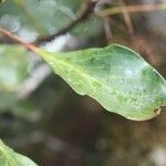 Beauprea crassifolia Blatt