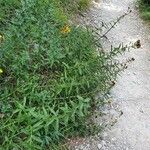Inula salicina Libunga