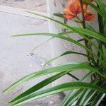 Cymbidium devonianum অভ্যাস