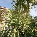 Cordyline australisLeaf