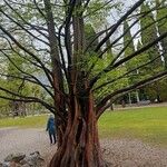 Metasequoia glyptostroboides Fuelha