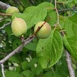 Prunus brigantina Fruit