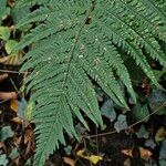 Dryopteris affinis Lapas