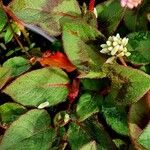 Persicaria capitata Лист