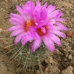 Thelocactus bicolor Хабит